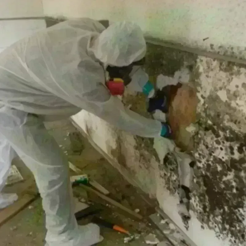 Mold Remediation and Removal in Trabuco Canyon, CA